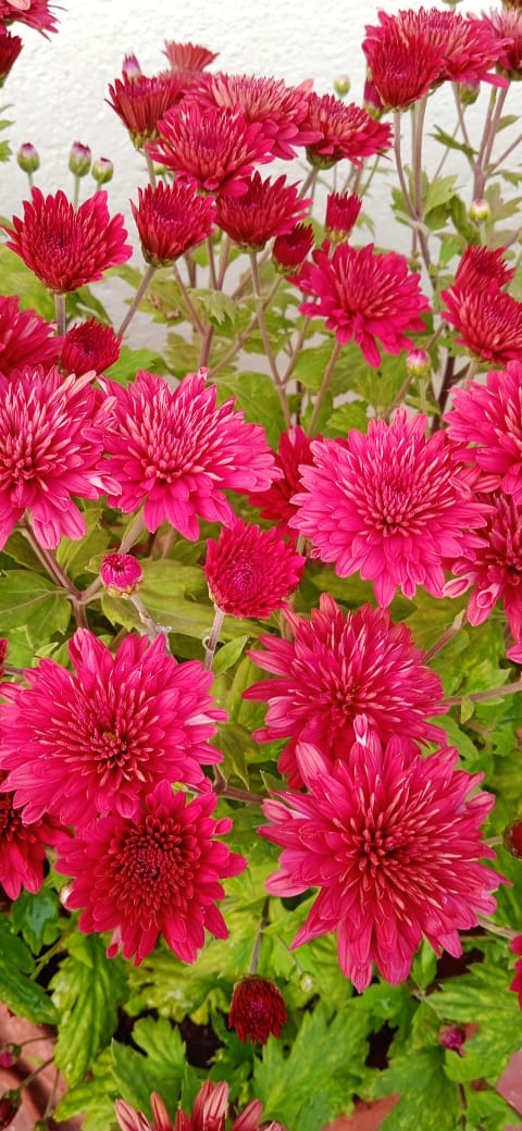FLOWERS IN SCHOOL CAMPUS